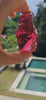Wine Red Sensual  Andara